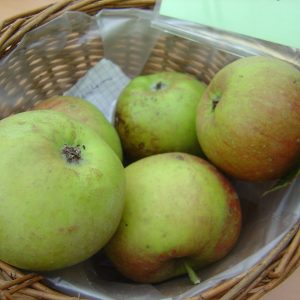 Apfel 'Goldrenette von Blenheim'