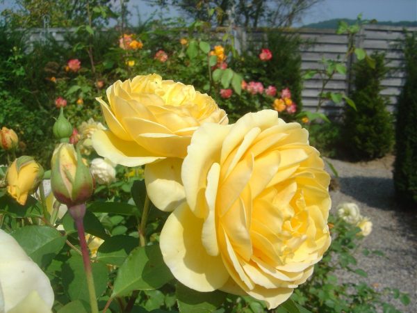 Rosa 'Graham Thomas' ®