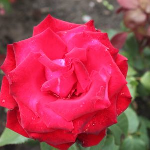 Rosa 'Grand Amore' ®