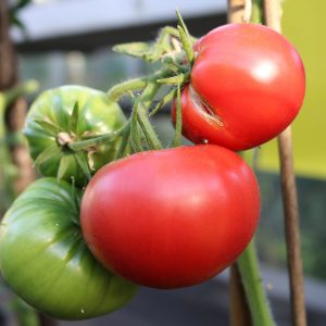 Tomate 'Große Cotelee'