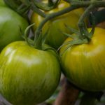 Tomate 'Green Vernissage'