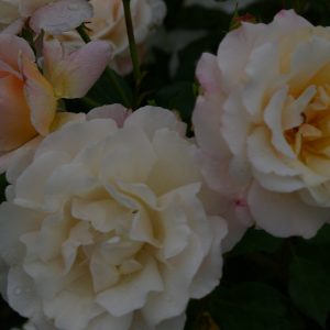 Rosa Weiße Gruß an Aachen
