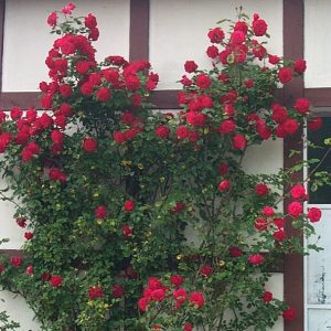 Rosa 'Gruß an Heidelberg' ®