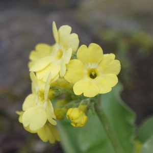 Primula x pubescens 'Gundl'
