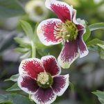 Helleborus x hybridus (Or-Hybr) "Guttatus Weiß"