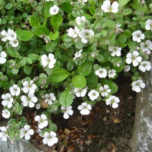 Gypsophila cerstoides