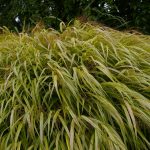 Hakonechloa macra 'Aureola'