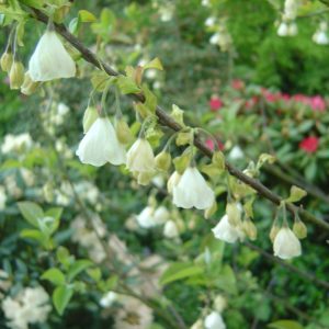 Halesia carolina