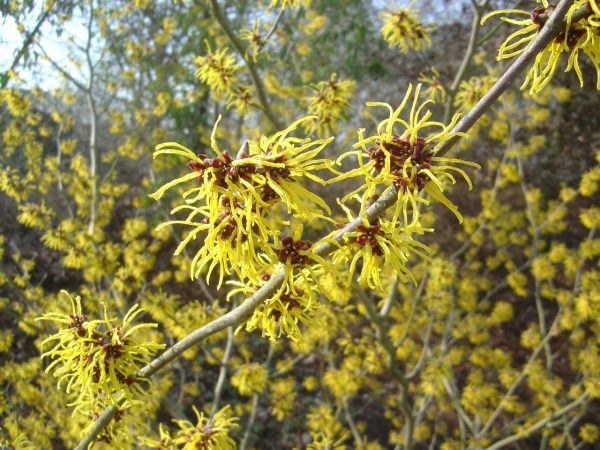 Hamamelis x intermedia 'Westerstede'