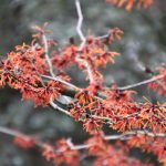 Hamamelis x intermedia 'Aphrodite'