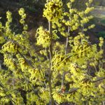 Hamamelis x intermedia 'Arnold Promise'