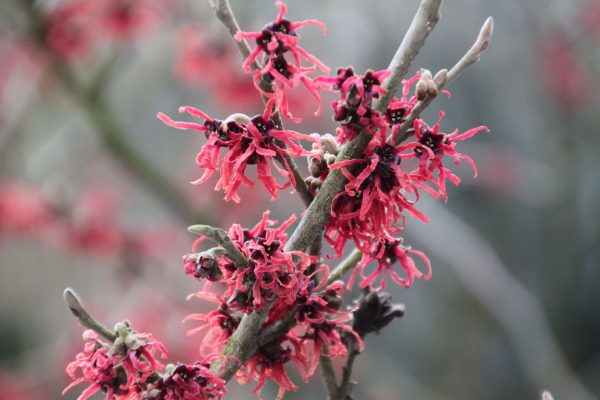 Hamamelis x intermedia 'Diane'