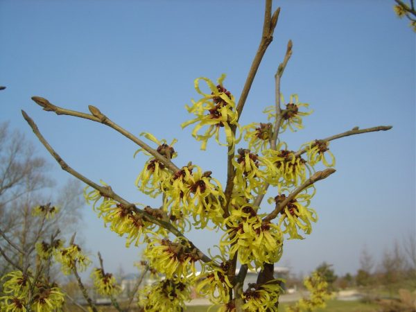 Hamamelis intermedia 'Primavera'