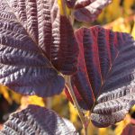 Hamamelis x intermedia 'Yamina'