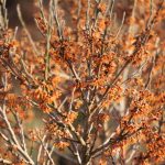 Hamamelis vernalis 'Quasimodo'