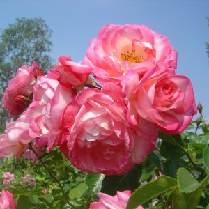 Rosa 'Harlekin' ®
