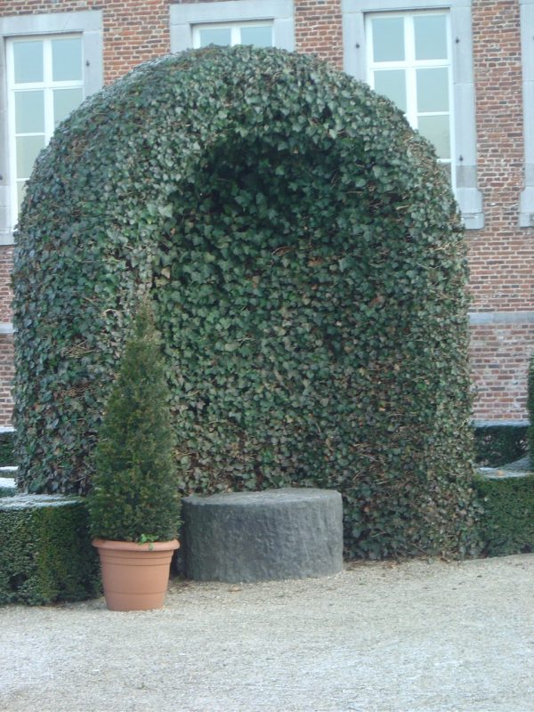 Hedera helix var. hibernica
