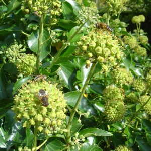 Hedera colchica 'Arborescens'