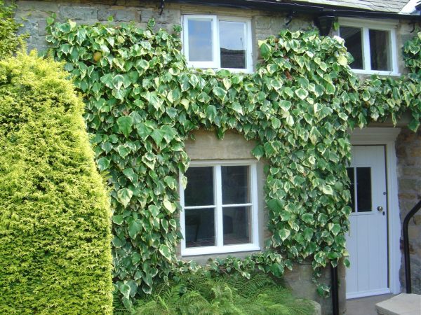 Hedera colchica "Dentata Variegata"