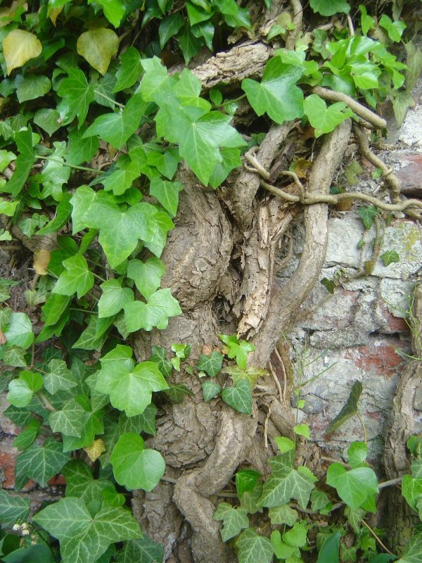Hedera helix