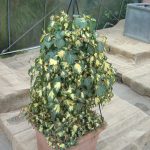Hedera helix "Goldheart"