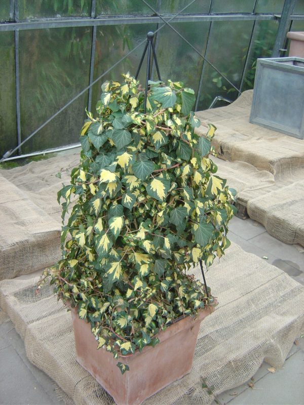 Hedera helix "Goldheart"