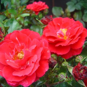 Rosa 'Heidefeuer' ®