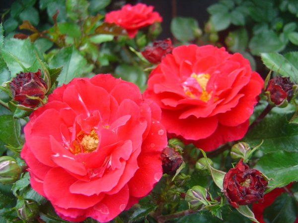 Rosa 'Heidefeuer' ®