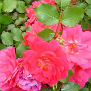 Rosa 'Heidetraum' (S)