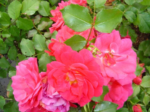 Rosa 'Heidetraum' (S)