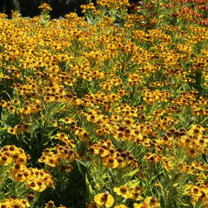 Helenium x cultorum 'El Dorado'