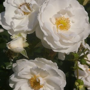 Rosa 'Hella' ®