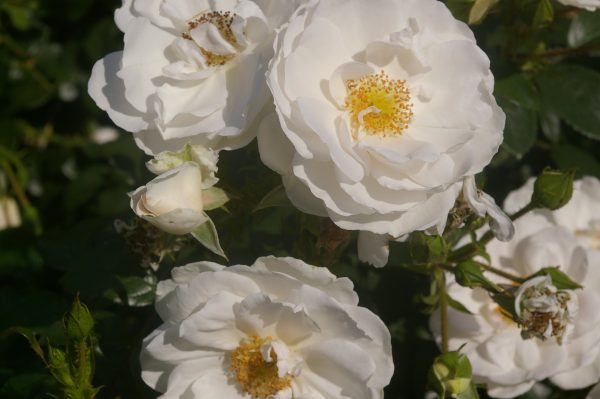 Rosa 'Hella' ®