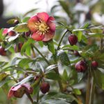 Helleborus orientalis ssp. abchasicus