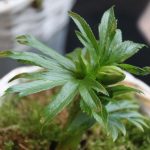 Helleborus abruzzicus (multifidus ssp.)