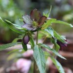 Helleborus croaticus