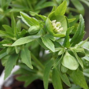 Helleborus dumetorum