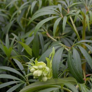 Helleborus foetidus "Sienna"