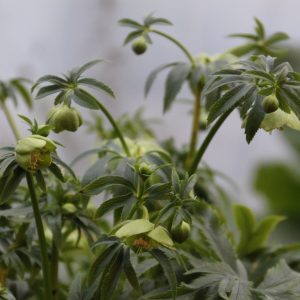Helleborus multifidus ssp. bocconei