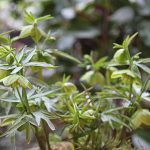 Helleborus multifidus ssp. hercegovinus