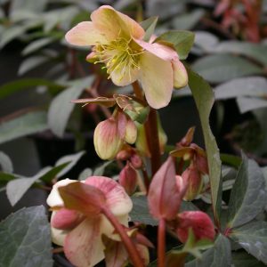Helleborus x nigercors "Candy Love" -R-