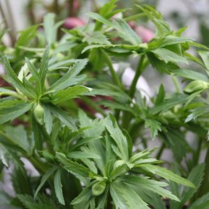 Helleborus viridis ssp occidentalis