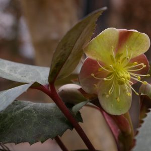 Helleborus x sternii "Broughton Beauty"