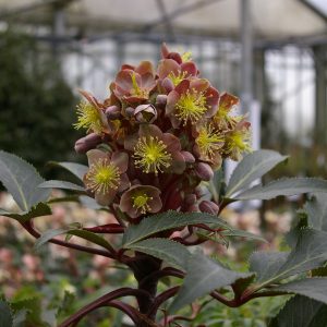 Helleborus x sternii "Flame"