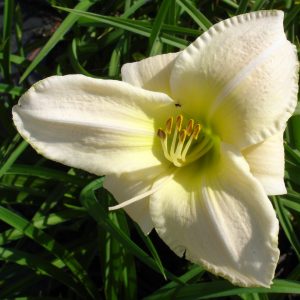 Hemerocallis x cultorum 'Cool It'