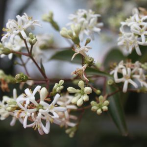 Heptacodium micronoides TIANSHAN ®  'Minhep'