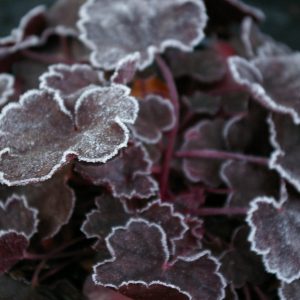 Heuchera micrantha 'Jade Gloss' ®