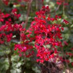Heuchera sanguinea 'Leuchtkäfer'