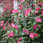 Hibiscus syriacus RUSSIAN VIOLET ® 'Floru'