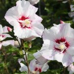 Hibiscus syriacus PINKY Spot ® 'Minspot